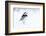 Pied Wagtail in snow, nr Bradworthy, Devon, UK-Ross Hoddinott-Framed Photographic Print