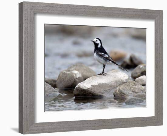 Pied Wagtail Male Perched on Rock in Stream, Upper Teesdale, Co Durham, England, UK-Andy Sands-Framed Photographic Print