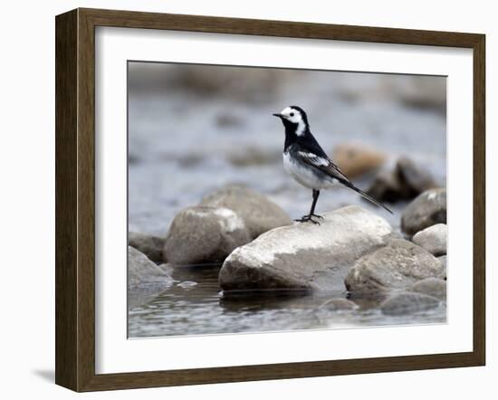 Pied Wagtail Male Perched on Rock in Stream, Upper Teesdale, Co Durham, England, UK-Andy Sands-Framed Photographic Print