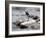 Pied Wagtail Male Perched on Rock in Stream, Upper Teesdale, Co Durham, England, UK-Andy Sands-Framed Photographic Print