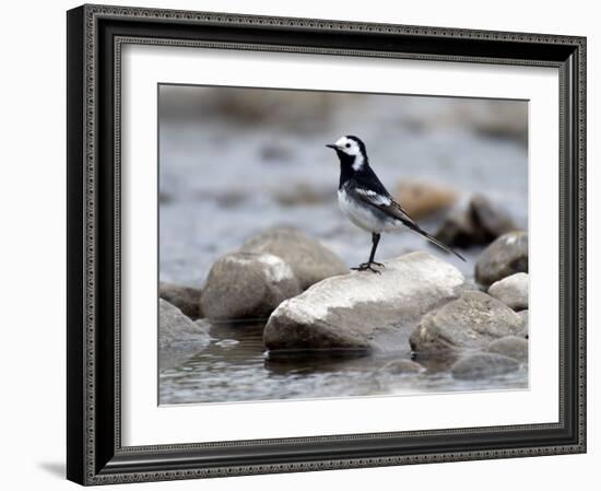 Pied Wagtail Male Perched on Rock in Stream, Upper Teesdale, Co Durham, England, UK-Andy Sands-Framed Photographic Print