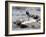 Pied Wagtail Male Perched on Rock in Stream, Upper Teesdale, Co Durham, England, UK-Andy Sands-Framed Photographic Print