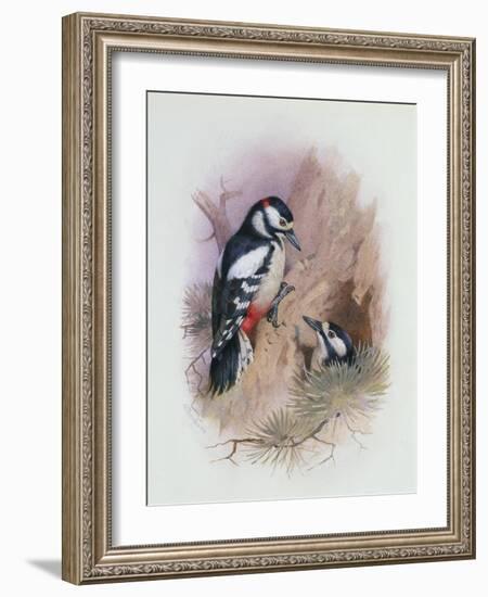 Pied Woodpecker-Archibald Thorburn-Framed Giclee Print