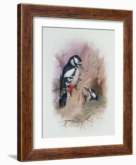 Pied Woodpecker-Archibald Thorburn-Framed Giclee Print