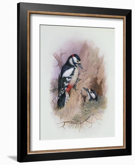 Pied Woodpecker-Archibald Thorburn-Framed Giclee Print