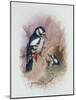 Pied Woodpecker-Archibald Thorburn-Mounted Giclee Print