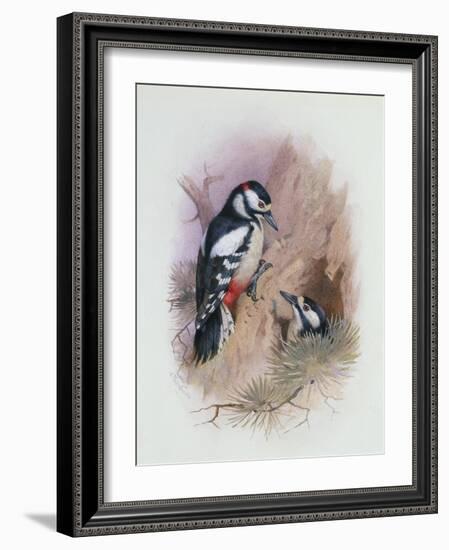 Pied Woodpecker-Archibald Thorburn-Framed Giclee Print