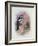 Pied Woodpecker-Archibald Thorburn-Framed Giclee Print