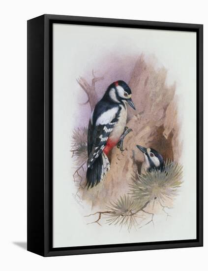 Pied Woodpecker-Archibald Thorburn-Framed Premier Image Canvas