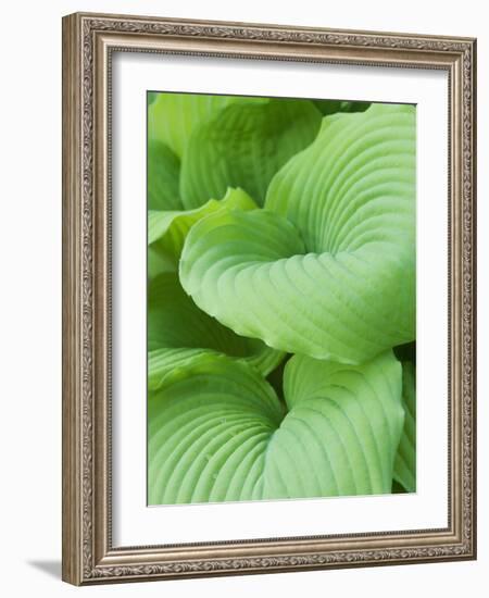 Piedmont Gold hosta leaves-Clive Nichols-Framed Photographic Print