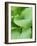 Piedmont Gold hosta leaves-Clive Nichols-Framed Photographic Print