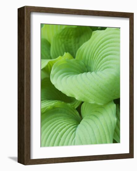 Piedmont Gold hosta leaves-Clive Nichols-Framed Photographic Print