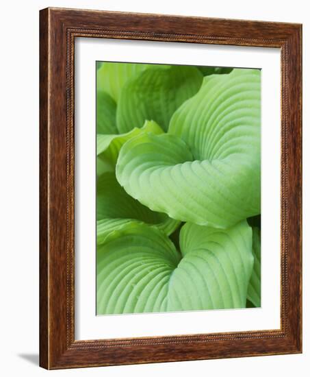 Piedmont Gold hosta leaves-Clive Nichols-Framed Photographic Print