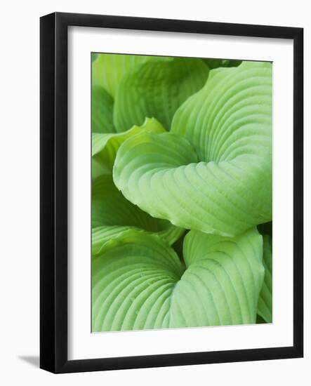 Piedmont Gold hosta leaves-Clive Nichols-Framed Photographic Print