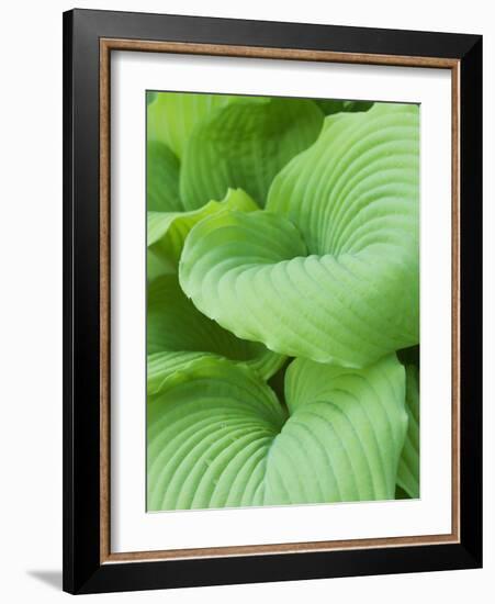 Piedmont Gold hosta leaves-Clive Nichols-Framed Photographic Print