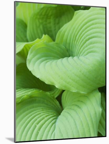 Piedmont Gold hosta leaves-Clive Nichols-Mounted Photographic Print