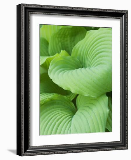 Piedmont Gold hosta leaves-Clive Nichols-Framed Photographic Print