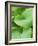 Piedmont Gold hosta leaves-Clive Nichols-Framed Photographic Print