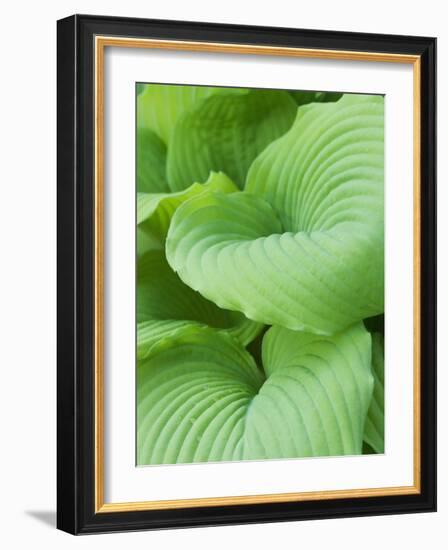 Piedmont Gold hosta leaves-Clive Nichols-Framed Photographic Print