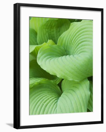 Piedmont Gold hosta leaves-Clive Nichols-Framed Photographic Print