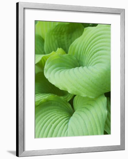 Piedmont Gold hosta leaves-Clive Nichols-Framed Photographic Print