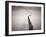 Pier 5-Doug Chinnery-Framed Photographic Print