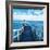 Pier and Dolphins-Colin Anderson-Framed Photographic Print