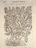 Silverweed (Potentilla Alba), 1554-Pier Andrea Mattioli-Giclee Print