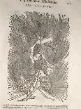 Silverweed (Potentilla Alba), 1554-Pier Andrea Mattioli-Giclee Print