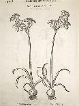 Narcissus, 1554-Pier Andrea Mattioli-Framed Giclee Print