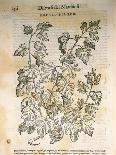 Caper Bush (Capparis Spinosa), 1554-Pier Andrea Mattioli-Giclee Print