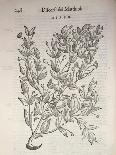 Caper Bush (Capparis Spinosa), 1554-Pier Andrea Mattioli-Giclee Print