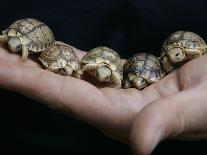 APTOPIX Italy Libya Baby Tortoises-Pier Paolo Cito-Premier Image Canvas