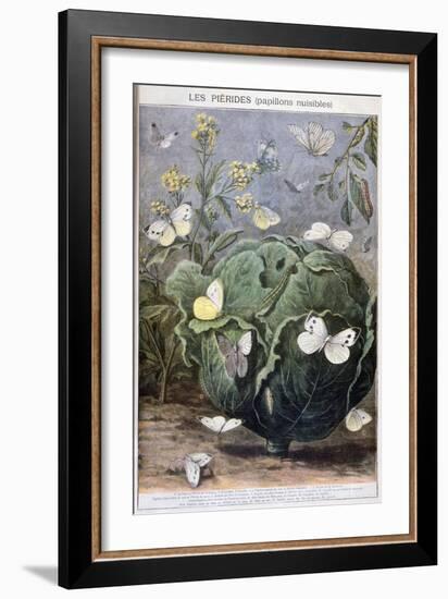 Pierid Butterflies, 1897-F Meaulle-Framed Giclee Print