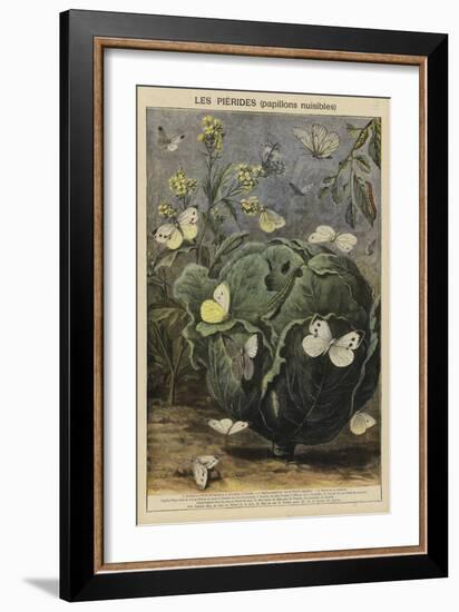 Pieridae-null-Framed Giclee Print