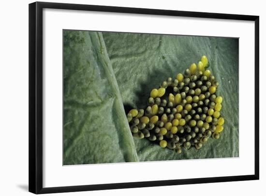 Pieris Brassicae (Large White Butterfly, Cabbage Butterfly) - Old Eggs-Paul Starosta-Framed Photographic Print