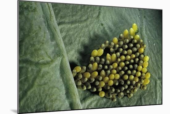 Pieris Brassicae (Large White Butterfly, Cabbage Butterfly) - Old Eggs-Paul Starosta-Mounted Photographic Print