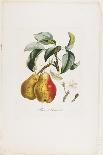Pavie De Pompone. (Peaches), from Traite Des Arbres Fruitiers, 1807-1835-Pierre Antoine Poiteau-Framed Giclee Print
