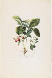 Pavie De Pompone. (Peaches), from Traite Des Arbres Fruitiers, 1807-1835-Pierre Antoine Poiteau-Framed Giclee Print