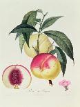 Pavie De Pompone. (Peaches), from Traite Des Arbres Fruitiers, 1807-1835-Pierre Antoine Poiteau-Framed Giclee Print