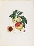 Fraisier De Virginie (Grandes Fleurs), from Traite Des Arbres Fruitiers, 1807-1835-Pierre Antoine Poiteau-Framed Giclee Print