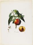 Pavie Jaune. (Peaches), from Traite Des Arbres Fruitiers, 1807-1835-Pierre Antoine Poiteau-Framed Giclee Print