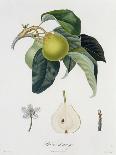 Cherries-Pierre-Antoine Poiteau-Stretched Canvas