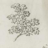 Branche d'arbre avec des feuilles-Pierre Henri de Valenciennes-Giclee Print