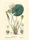 Water Lily - Vintage Botanical Illustration, 1837-PIerre Jean Francis Turpin-Framed Art Print