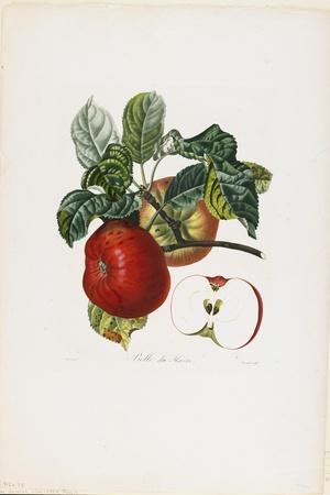Rice, c.1820' Giclee Print - Pierre Jean Francois Turpin | Art.com