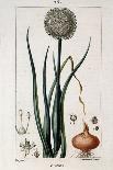 Betel, Botanical Plate, circa 1810-Pierre Jean Francois Turpin-Giclee Print