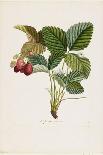 Betel, Botanical Plate, circa 1810-Pierre Jean Francois Turpin-Giclee Print