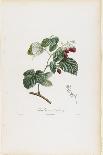 White Muscat Grapes-Pierre Jean Francois Turpin-Giclee Print