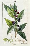 Betel, Botanical Plate, circa 1810-Pierre Jean Francois Turpin-Giclee Print